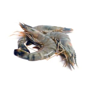 Crevette tropicale (tigrée)