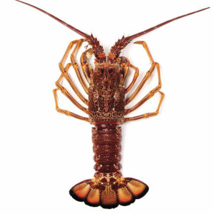 Langouste des Caraïbes