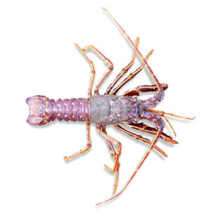 Langouste Rose